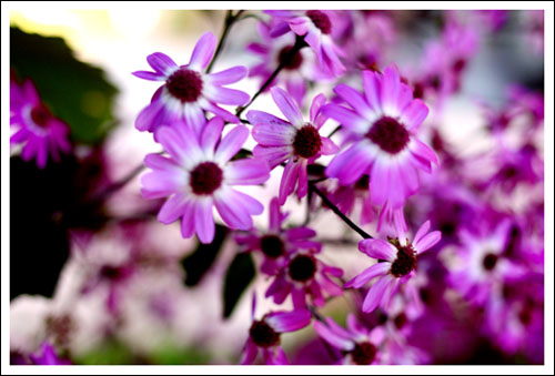 asters in seattle