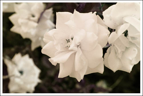 white roses