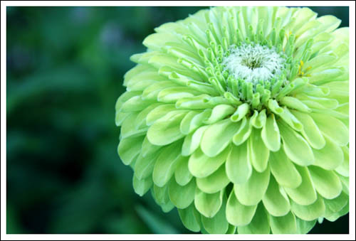 green zinnia