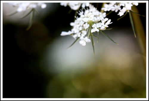 queen anne's lace in the wind