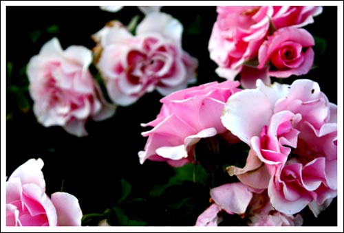 pink roses