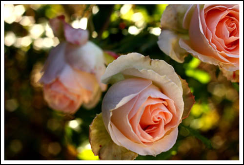 peach roses