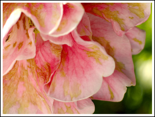 pink from the huntington