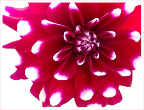 dahlia in red