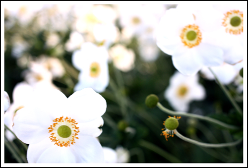 field of white