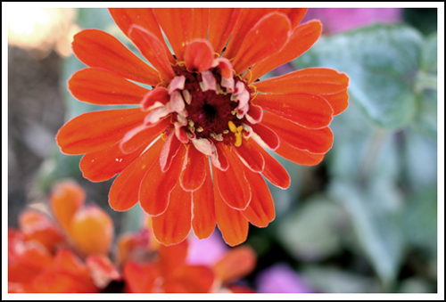 orange zinnia