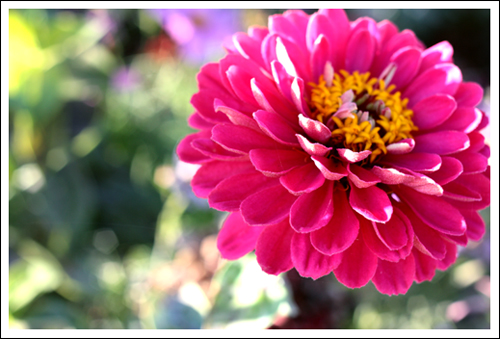 flying flower