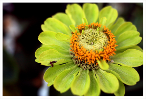 there are such things as green flowers